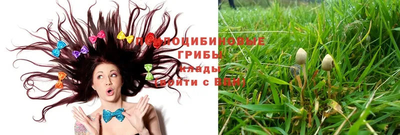 купить закладку  Исилькуль  Псилоцибиновые грибы Psilocybe 